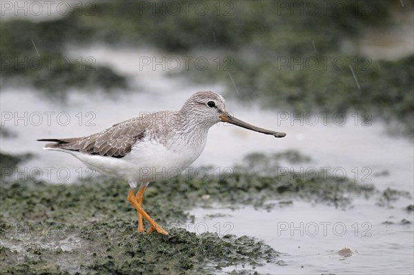 Terek sandpiper