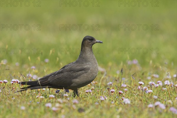 Arctic skuas