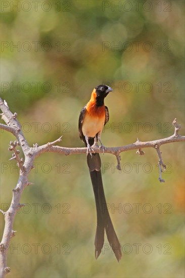 Long-tailed widow