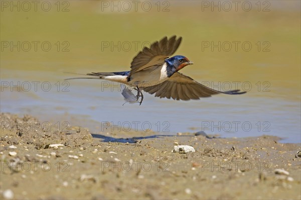 Barn Swallow