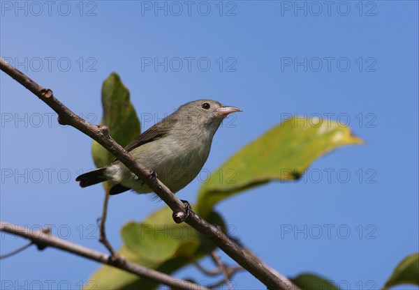 Pale-billed Flowerpecker