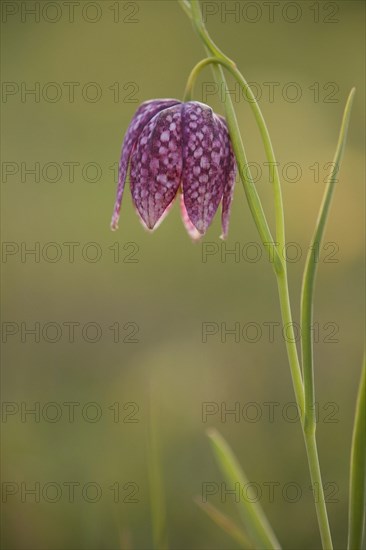 Chess flower