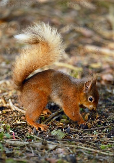 Eurasian Red Squirrel