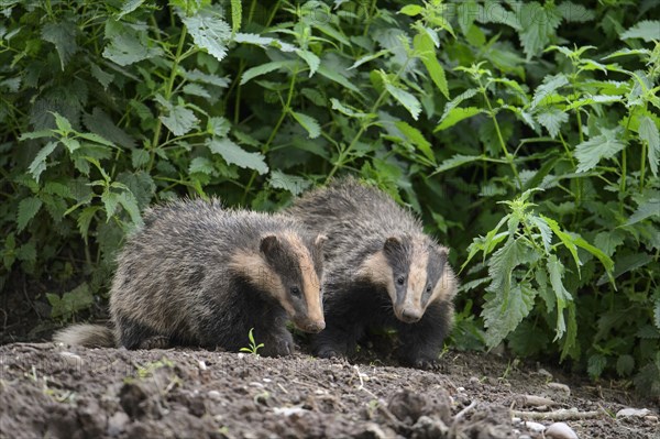 Eurasian Badger