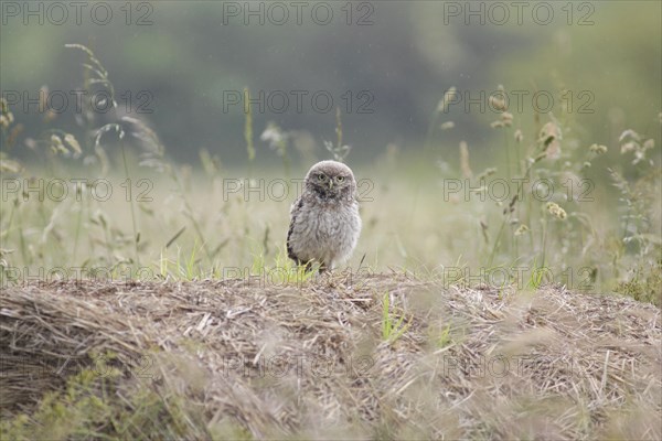 Little Owl