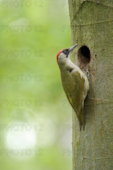 Green Woodpecker