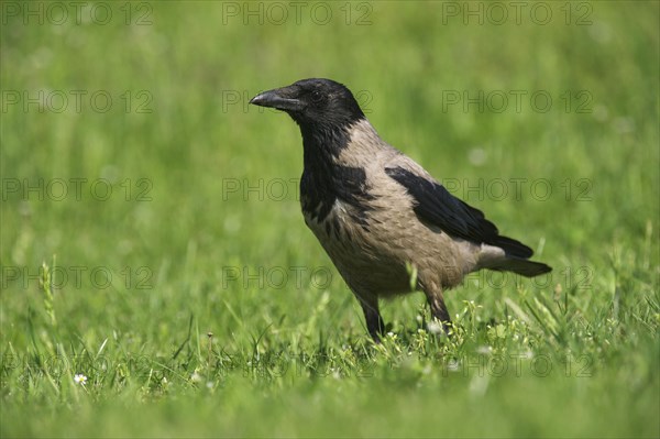 Hooded Crow