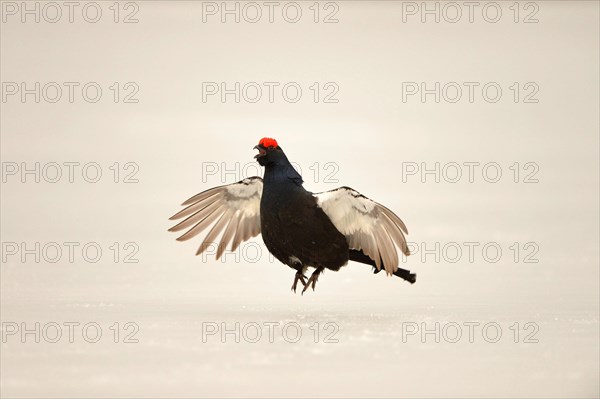 Black grouse