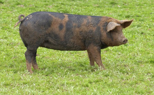 Domestic Pig