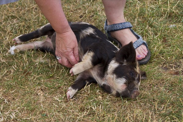 Tickling a Kune Kune Piglet