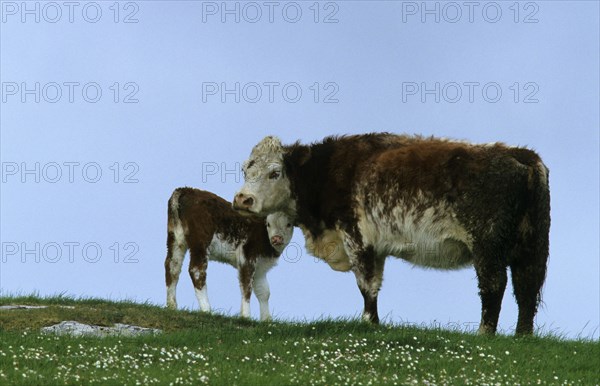 Hereford cattle