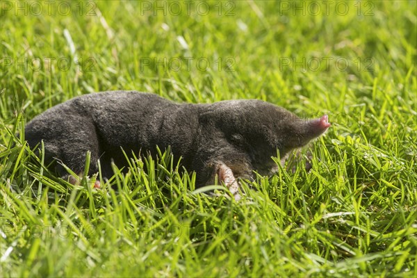 European Mole