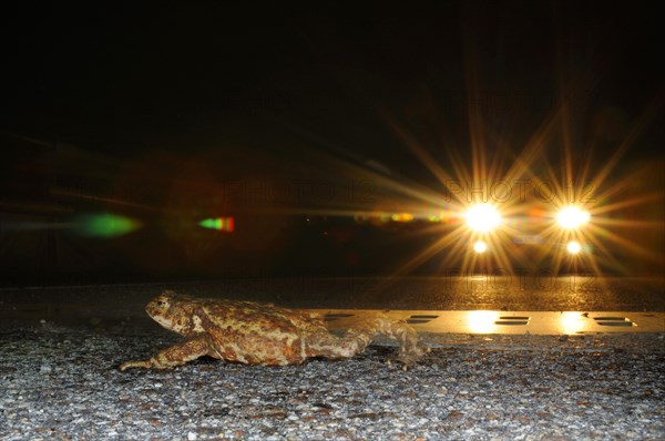 Common toad