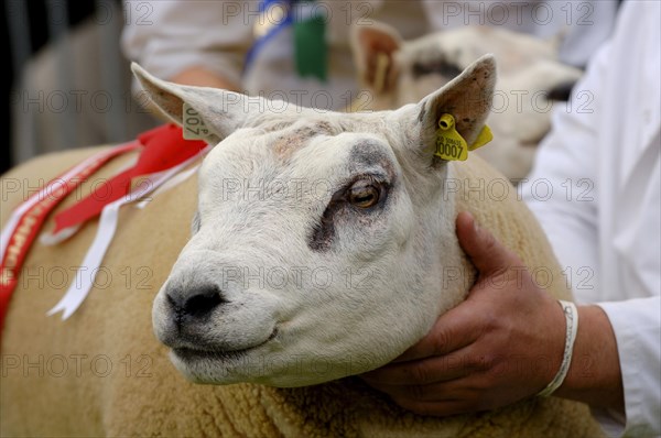 Domestic sheep