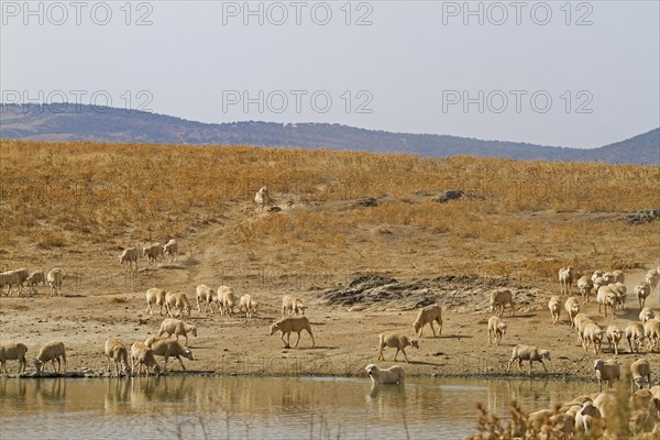 Domestic sheep