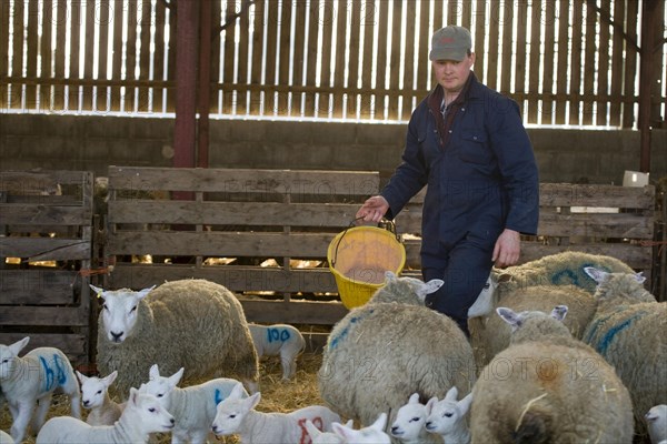 Sheep farm