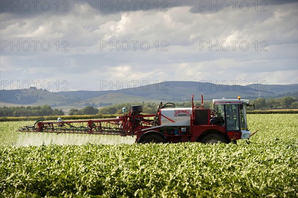 Spraying a potato