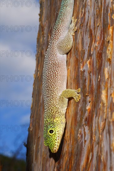 Standing's Day Gecko