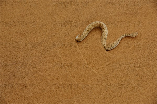 Peringuey's Adder