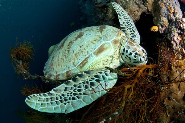 Green Turtle