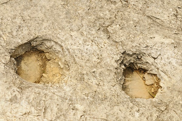 Fossilised dinosaur footprints in rock