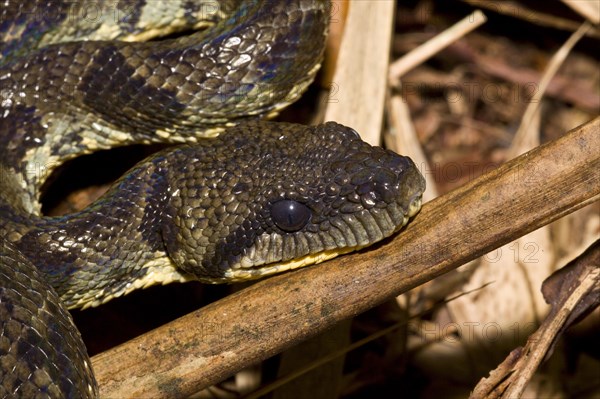 Madagascar dog-head boa