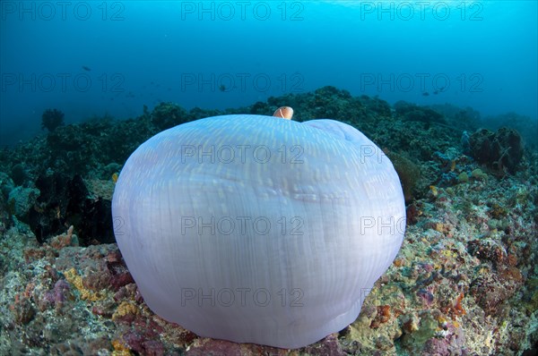 Pink pink skunk clownfish