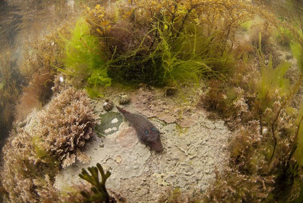 Shore clingfish