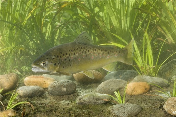 Brown Trout