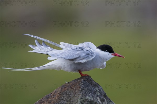 Arctic terns