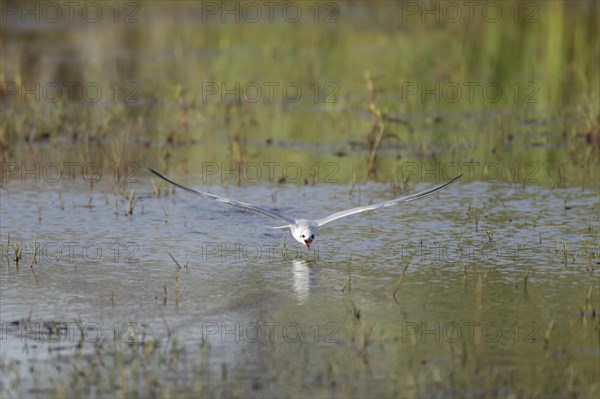 Gull-billed Tern