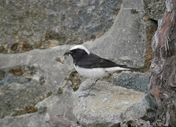 Cyprus Wheatear