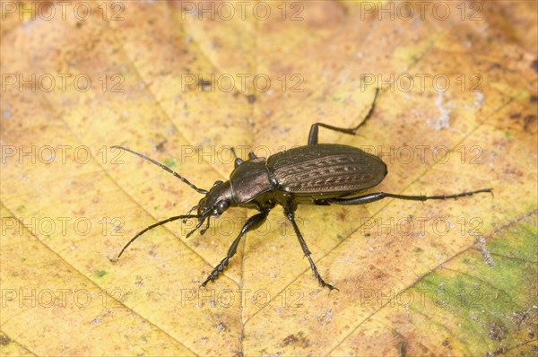 Granulated Ground Beetle