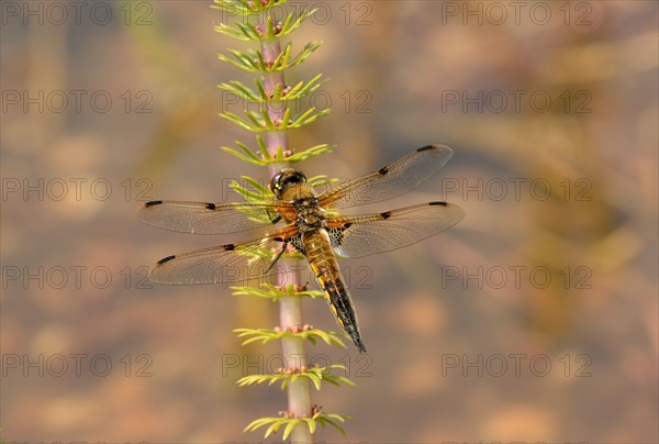 Adult four-spotted chaser