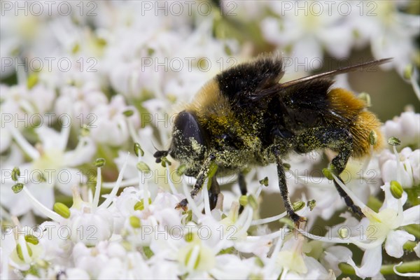 Narcissus Bulb Fly