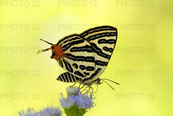 Club Silverline Butterfly