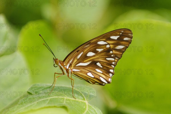 Gulf Fritillary