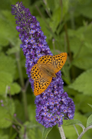 Silver silver-washed fritillary