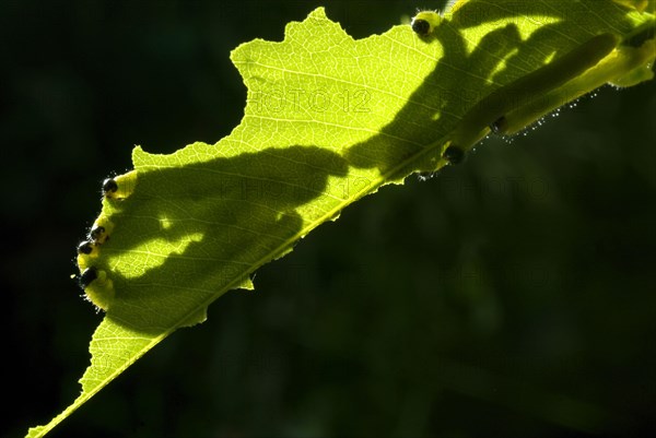 Eurema hecabe