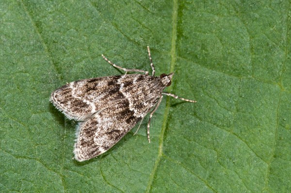 Grey moth