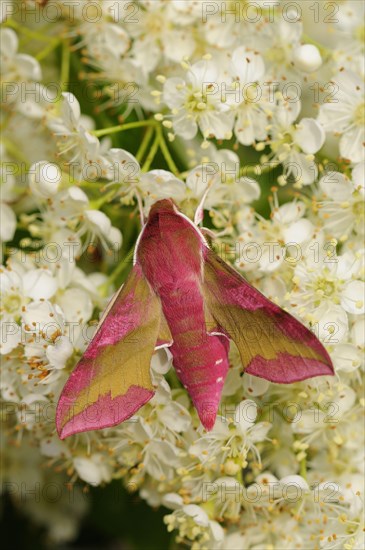 Small elephant hawk-moth