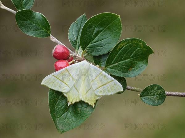 Swallow-tailed moth