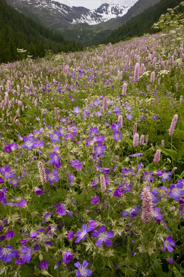 Species-rich alpine meadow