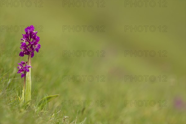 Early Purple Orchid