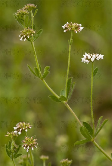 Flowering prostrate canary clover