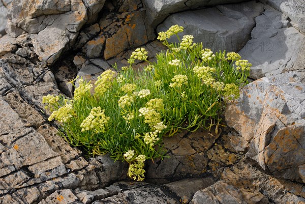 Rock Samphire