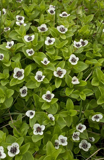 Dwarf Cornel