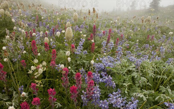 Alpine wildflowers