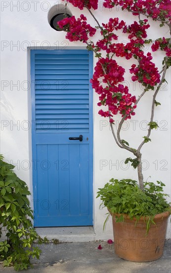 Bougainvilleas