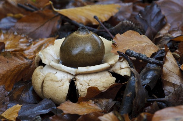 Common Earth-star